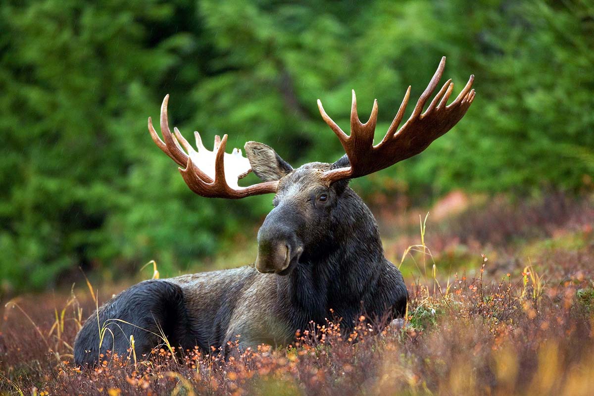 Der König des Waldes